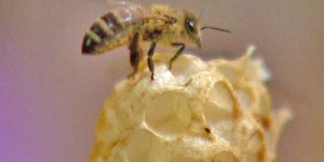 liječenje artroze koljena ubodima pčela