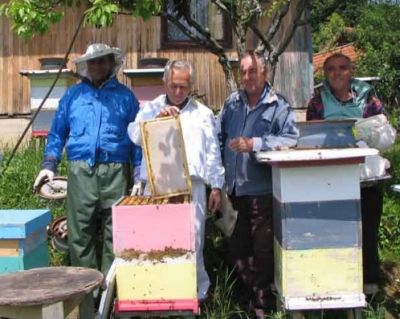 Ubodi pčele, ose, stršljena i mrava